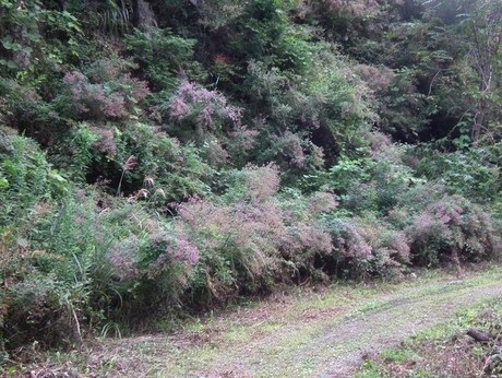 林道・山野草観察ハイキング