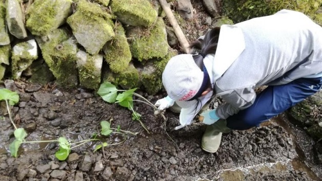 wasabidasaisei190812